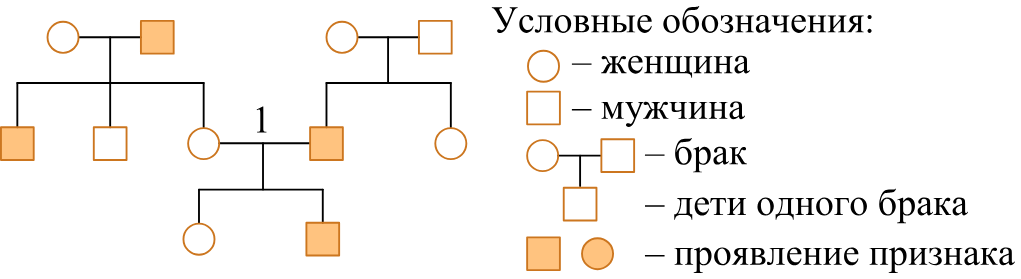 Рисунок к заданию (биология №4)