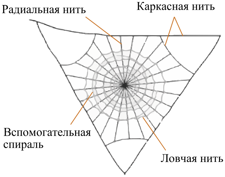 Рисунок к заданию (биология №25)