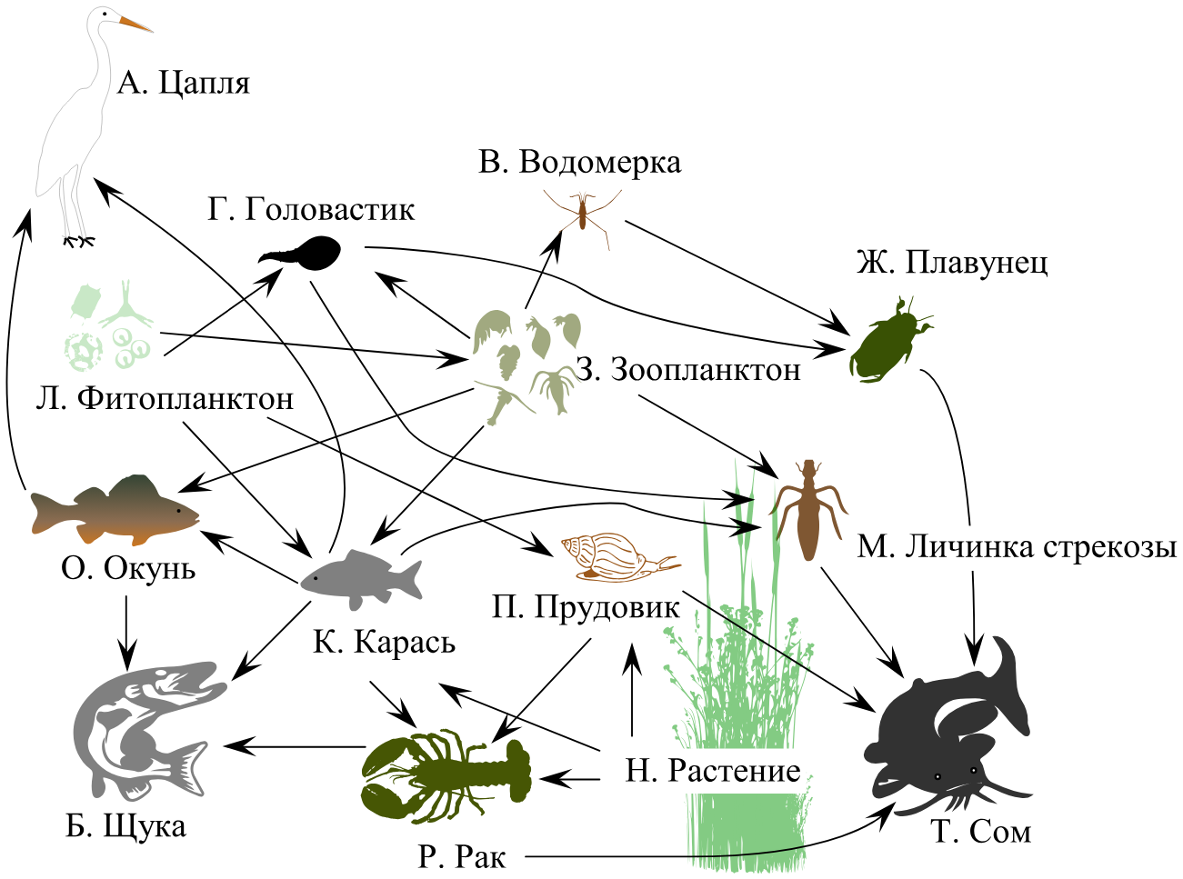 Рисунок к заданию (биология ОГЭ №19)