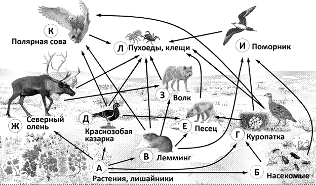 Рисунок к заданию (биология ОГЭ №21)